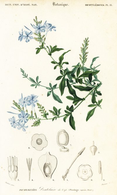 Plumbago du Cap, Plumbago auriculata (gravure) - Louis Joseph Edouard Maubert