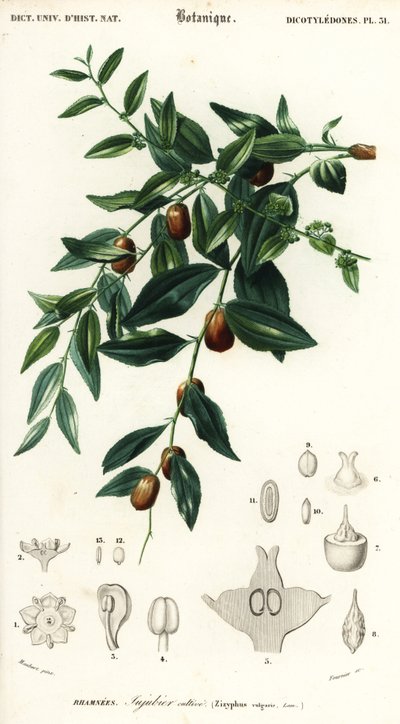 Jujube chinois, Ziziphus jujuba, 1849 (gravure) - Louis Joseph Edouard Maubert