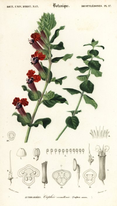 Plante à cigares, Cuphea llavea (gravure) - Louis Joseph Edouard Maubert