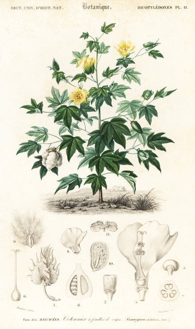 Plante de coton, Gossypium barbadense (gravure) - Louis Joseph Edouard Maubert