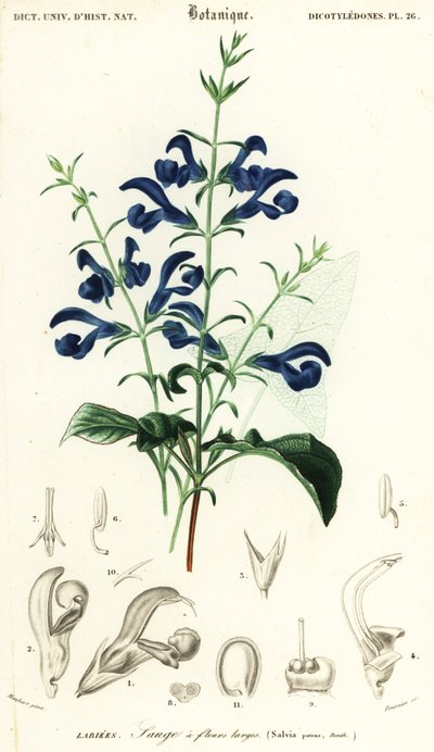 Sauge gentiane ou sauge étalée, Salvia patens (gravure) - Louis Joseph Edouard Maubert