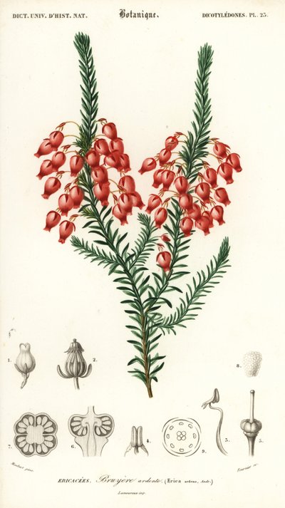 Bruyère ardente, Erica ardens (gravure) - Louis Joseph Edouard Maubert
