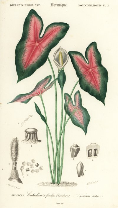 Cœur de Jésus, Caladium bicolor, 1849 (gravure) - Louis Joseph Edouard Maubert