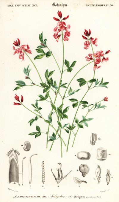 Indigotier, Indigofera procumbens (gravure) - Louis Joseph Edouard Maubert