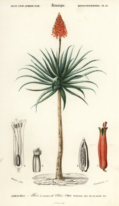 Aloès Krantz, Aloe arborescens (gravure) - Louis Joseph Edouard Maubert