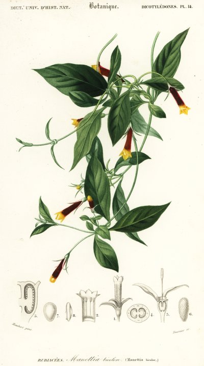 Manettia luteorubra (gravure) - Louis Joseph Edouard Maubert