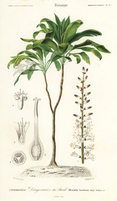 Lys palmier, Cordyline fruticosa (gravure) - Louis Joseph Edouard Maubert