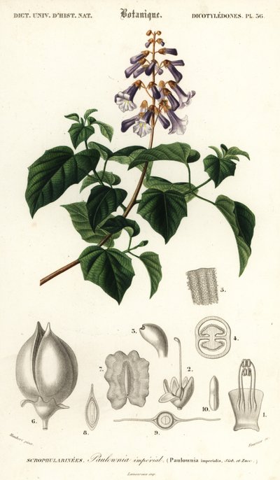 Arbre princesse, arbre impératrice ou arbre à gants, Paulownia tomentos - Louis Joseph Edouard Maubert