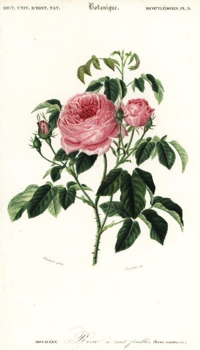 Rose de Provence, Rosa x centifolia (gravure) - Louis Joseph Edouard Maubert