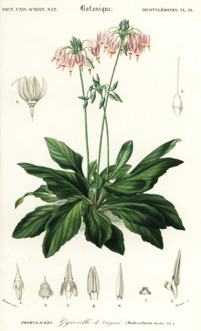 Étoile filante ou étoile filante orientale, Dodecatheon meadia (gravure) - Louis Joseph Edouard Maubert