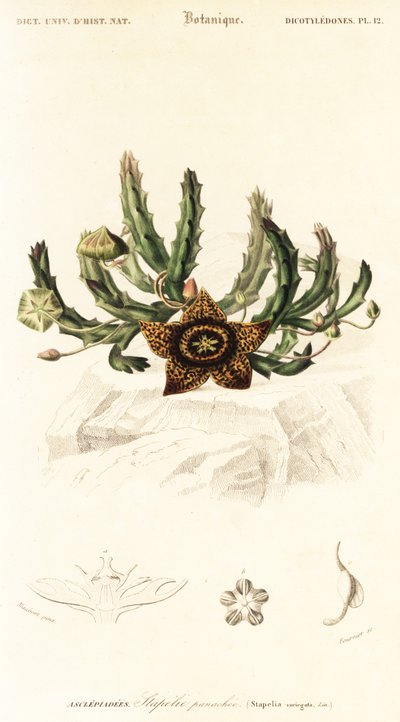 Fleur étoilée, Orbea variegata (gravure) - Louis Joseph Edouard Maubert