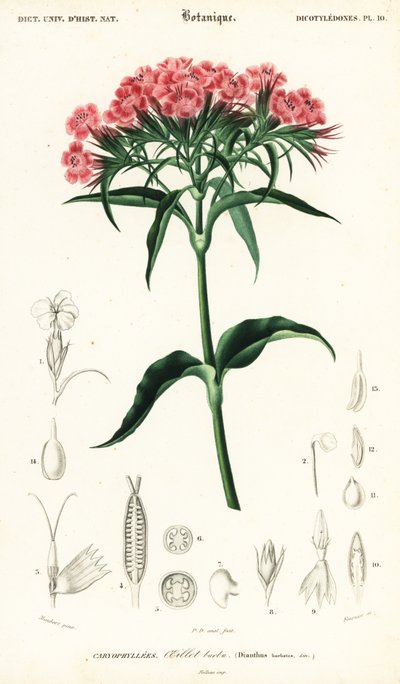 Œillet de poète, Dianthus barbatus (gravure) - Louis Joseph Edouard Maubert