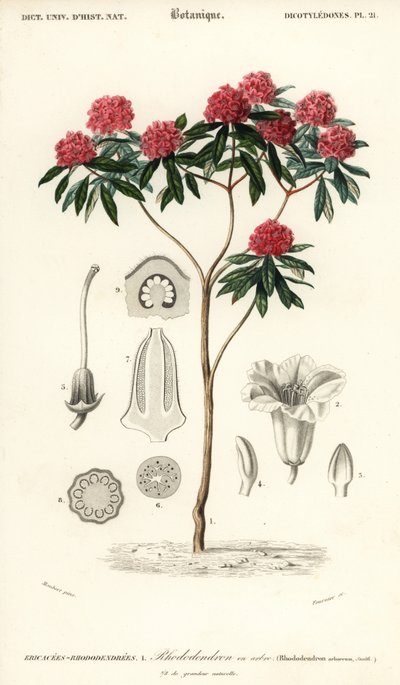 Rhododendron arboré, Rhododendron arboreum (gravure) - Louis Joseph Edouard Maubert