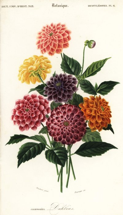 Variétés de dahlias de jardin, Dahlia pinnata (gravure) - Louis Joseph Edouard Maubert