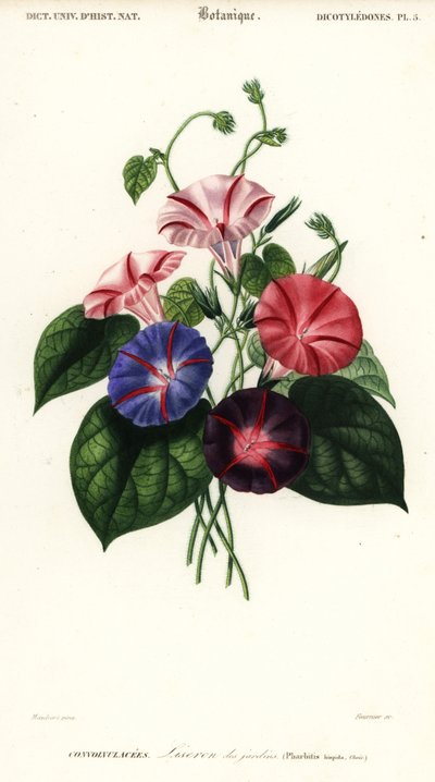 Variétés de gloire du matin, Pharbitis hispida (gravure) - Louis Joseph Edouard Maubert