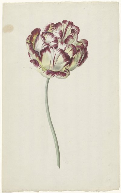Tulipe - Louis Moritz