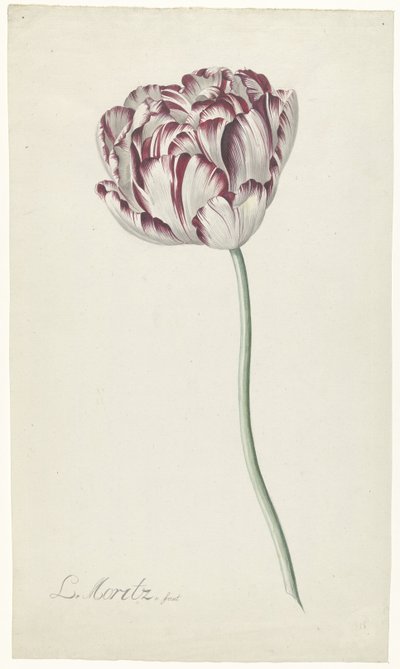 Tulipe - Louis Moritz