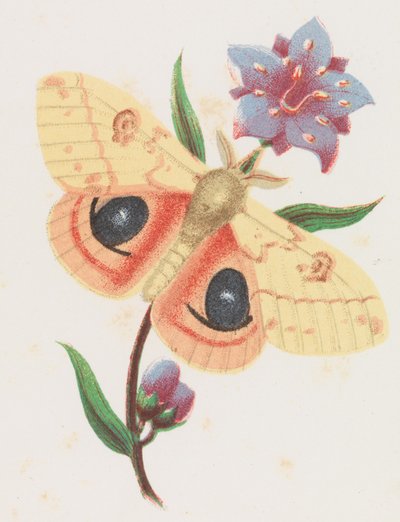 Papillon de soufre, 1862 - Louis Prang