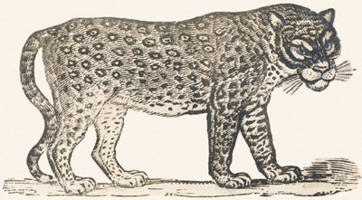 Tigre - Louis Simon (1810 1870) Lassalle