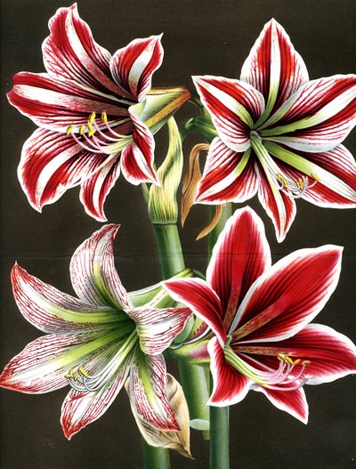 AMARYLLIS HIPPEASTRA (gravure) - Louis Van Houtte