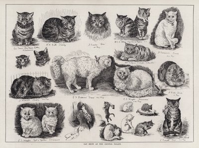 Exposition féline au Crystal Palace (gravure) - Louis Wain
