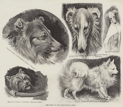 Exposition canine à l