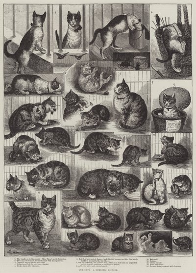 Nos chats, une histoire domestique - Louis Wain