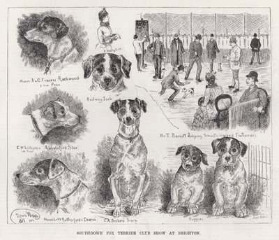 Exposition du Southdown Fox Terrier Club à Brighton - Louis Wain