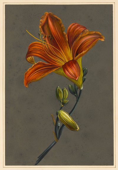 Hemorocallus (Lys du jour) - Louise DOrleans
