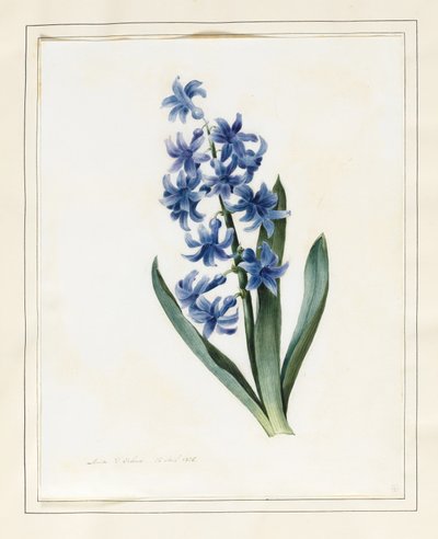 Jacinthe, 1826 - Louise DOrleans