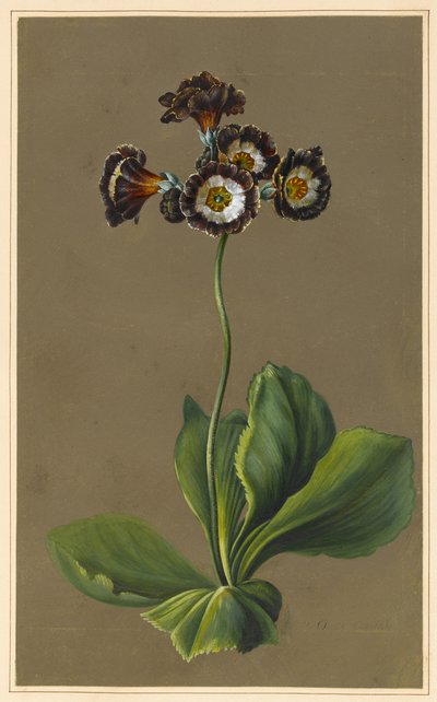 Auricule Hybride, 1830 - Louise DOrleans
