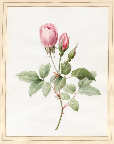 Rose rose et bourgeons, 1826 - Louise DOrleans
