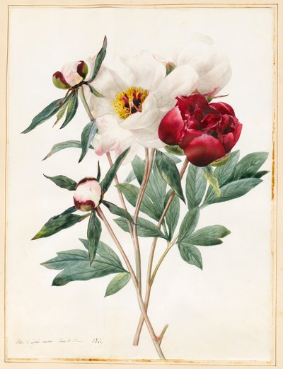 Pivoines herbacées rouges et blanches, 1829 - Louise DOrleans