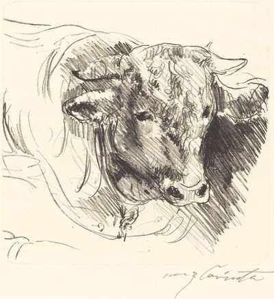 Tête de taureau - Lovis Corinth