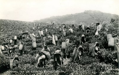 Récolte du thé, domaine de l