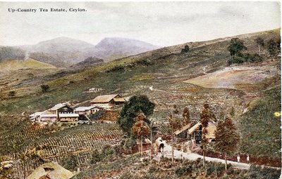 Plantation de thé en montagne, Ceylan, vers 1900-20 (photographie colorisée à la main) - Ltd. Ceylon Plâté