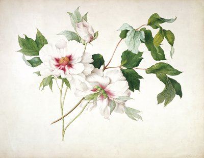 Pivoine arbustive japonaise (Paeonia suffructicosa), 1815 - Lucy Cust
