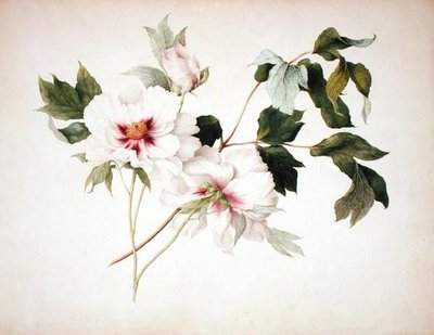 Paeonia suffruticosa - Lucy Cust