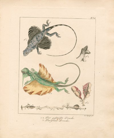 Les dragons volants et leur anatomie (gravure sur cuivre coloriée à la main) - Ludwig Christoph Tyroff