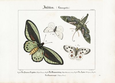 Les papillons et le papillon de nuit du laurier-rose - Ludwig Meyer