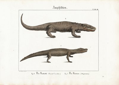 Crocodile et caïman - Ludwig Meyer