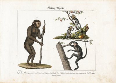 Primates : Orang-outan, ouistiti commun et singe-araignée - Ludwig Meyer