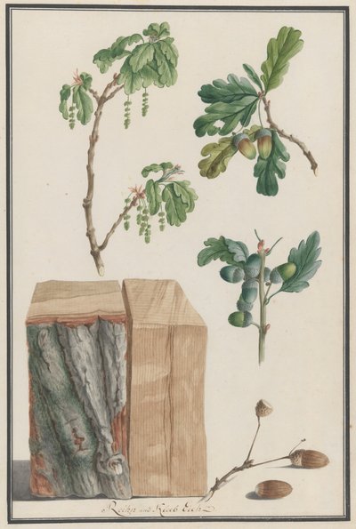 Études des fleurs, fruits et tronc d