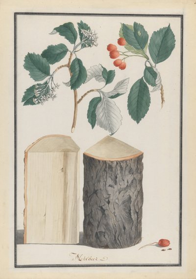 Études des feuilles, fleurs, fruits et tronc d