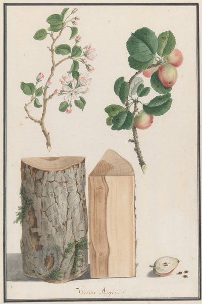 Études du tronc, des fleurs et des fruits d