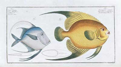 Chaetodon Aureus - Ludwig Schmidt