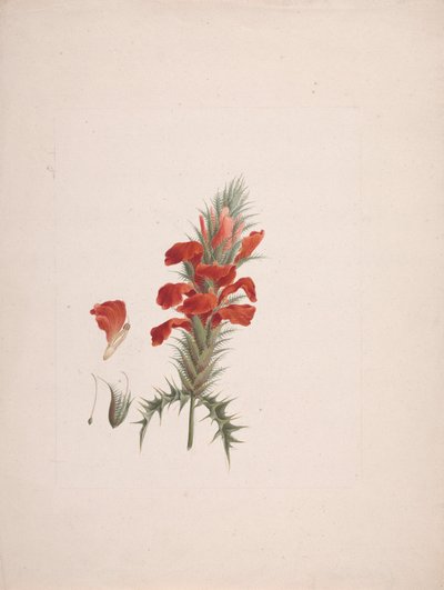 Acanthus Sennii Chiov. : dessin fini avec détails ajoutés - Luigi Balugani