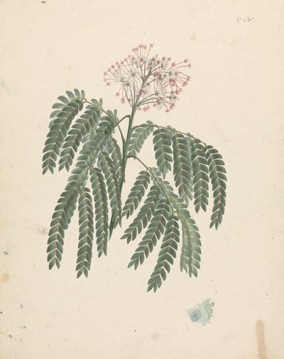 Albizia gummifera (J.F.Gmel.) C.A. Sm. (Arbre d