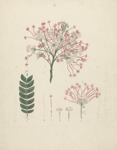 Albizia gummifera (J.F. Gmel.) C.A. Sm. (Arbre d