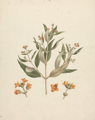 Avicennia marina (Forssk.) Vierh. (Mangrove blanche) : dessin fini de la pousse florale avec détails des fleurs - Luigi Balugani